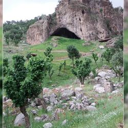 Wildflowers outside Shanidar Cave