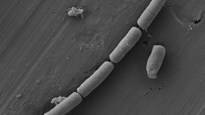 Shewanella oneidensis