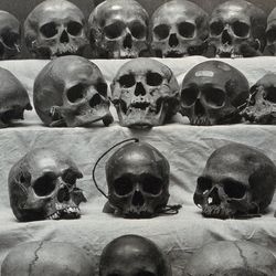 Skulls: twenty-one skulls or parts of skulls arranged in four rows. Photograph.