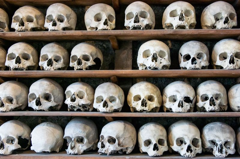 skulls lined up on a shelf.