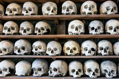 skulls lined up on a shelf.