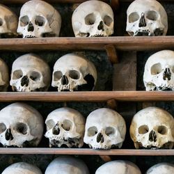 skulls lined up on a shelf.