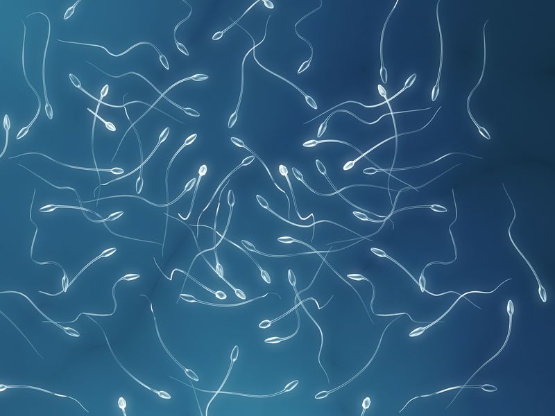A digital photo showing sperm cells clustered together on a blue background. 