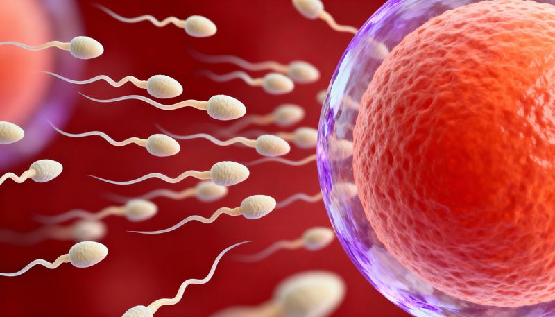 3D illustration of sperm cells swimming towards an egg cell on the right