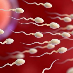 3D illustration of sperm cells swimming towards an egg cell on the right