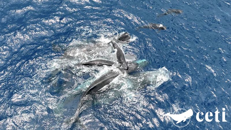 A group of adult sperm whales support a calf on their backs to breathe about the surface of the water.