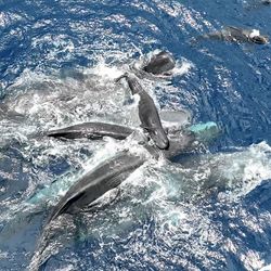 A group of adult sperm whales support a calf on their backs to breathe about the surface of the water.