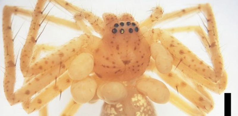 A yellow orange spider with white blobs all the way round its middle
