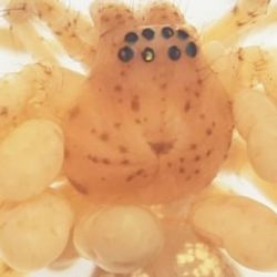 A yellow orange spider with white blobs all the way round its middle