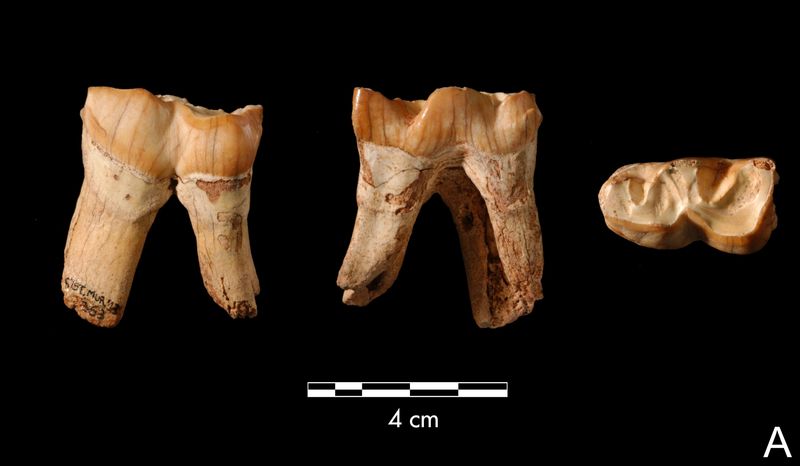 Steppe rhinoceros teeth
