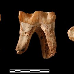 Steppe rhinoceros teeth