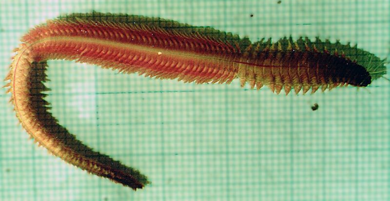 A bright pink and yellow polychaete worm on a green graph background