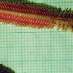 A bright pink and yellow polychaete worm on a green graph background