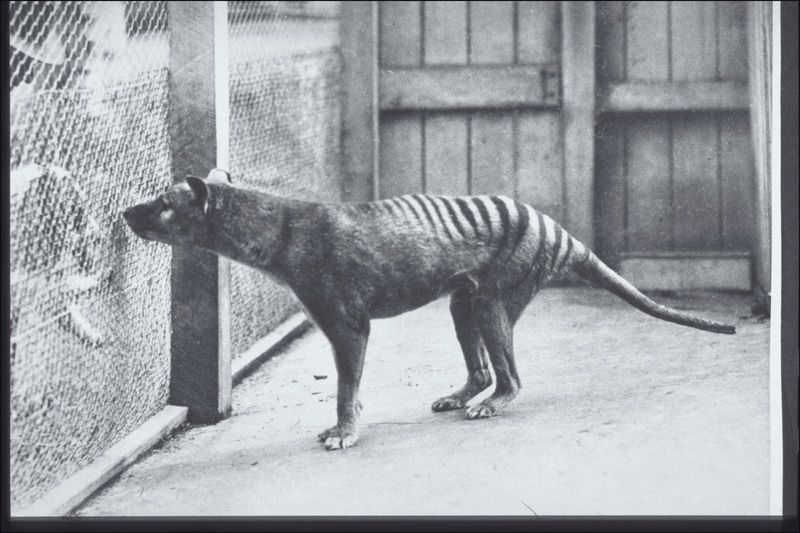 Postcard of “Tasmanian Marsupial Wolf” at Hobart Zoo in 1928 from the G.P. Whitley Papers Australian Museum Archives