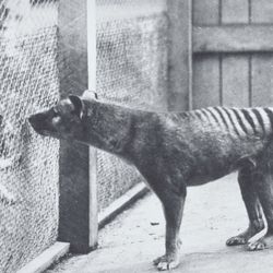 Postcard of “Tasmanian Marsupial Wolf” at Hobart Zoo in 1928 from the G.P. Whitley Papers Australian Museum Archives