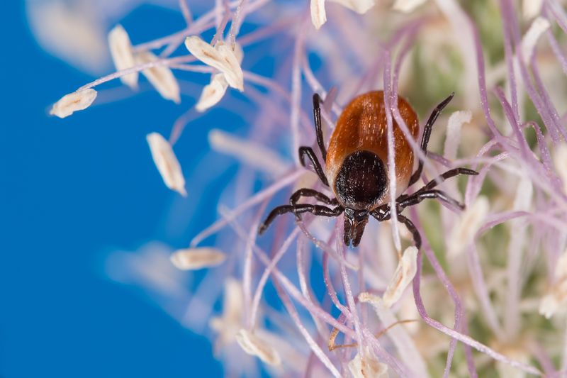 blacklegged tick on a plant