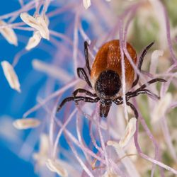 blacklegged tick on a plant