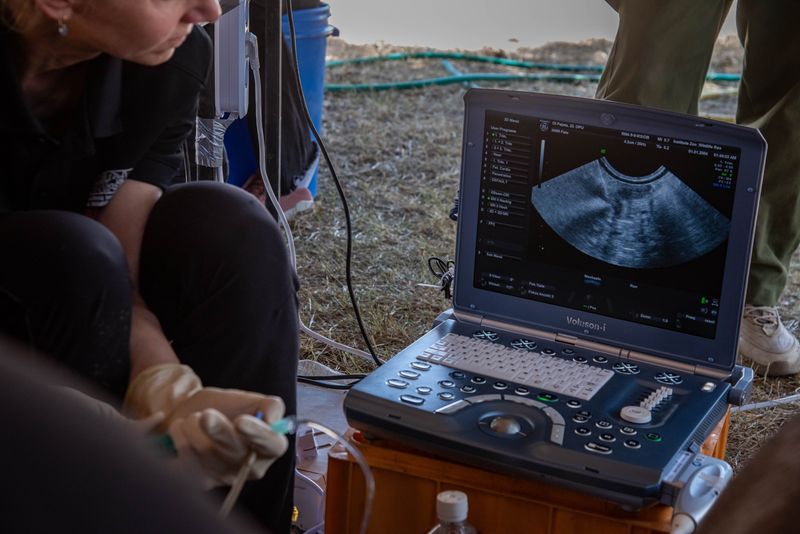 A researcher looks at an ultrasound screen during the transfer of an embryo