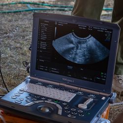 A researcher looks at an ultrasound screen during the transfer of an embryo