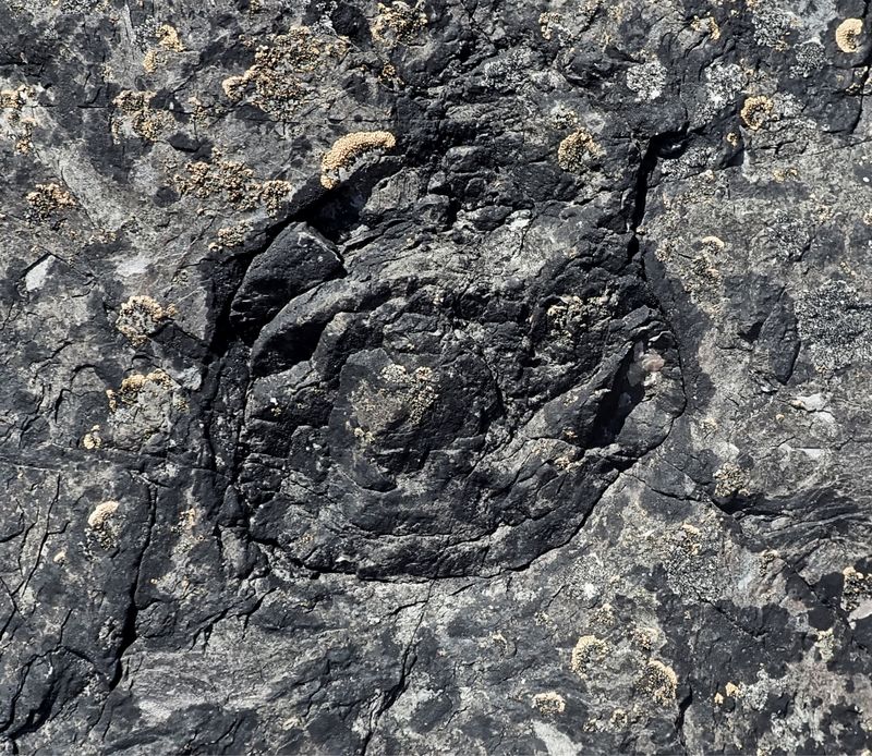 A cross-section of a fossilied fallen tree stump dating back to the Devonian.