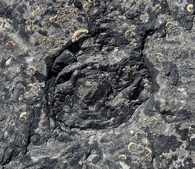 A cross-section of a fossilied fallen tree stump dating back to the Devonian.