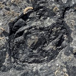 A cross-section of a fossilied fallen tree stump dating back to the Devonian.