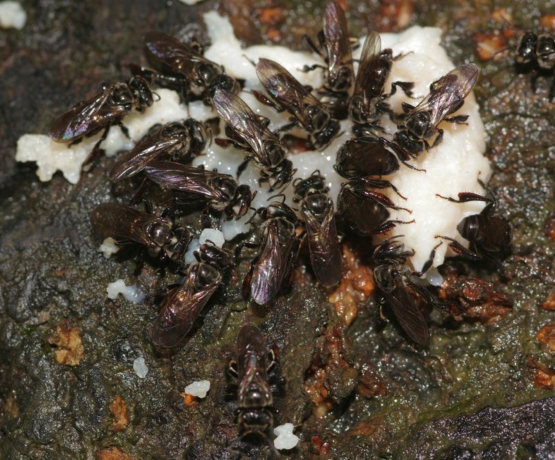 A whole bunch of stingless bees crowd around a white substance on the ground.
