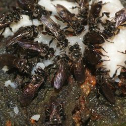 A whole bunch of stingless bees crowd around a white substance on the ground.