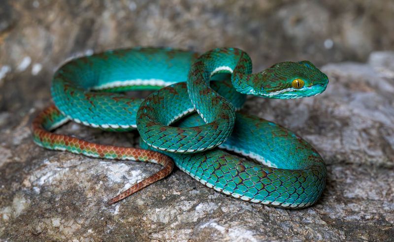 A stunning bright blue snake with an orange pattern and striking green eyes on a rock