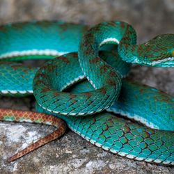A stunning bright blue snake with an orange pattern and striking green eyes on a rock