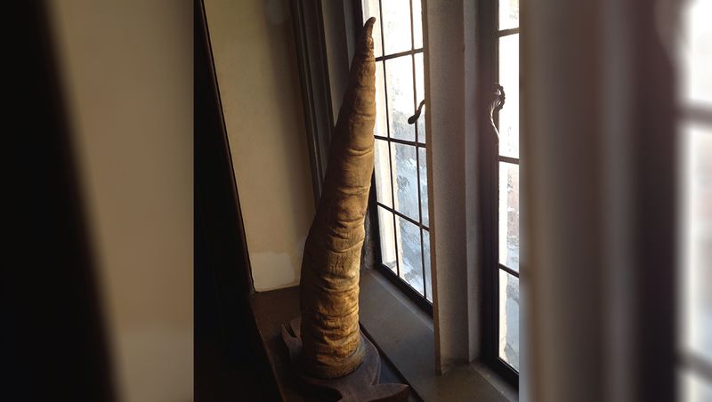 penis of a whale penis on a wooden plinth, sitting vertically on a windowsill