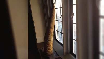 penis of a whale penis on a wooden plinth, sitting vertically on a windowsill