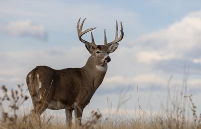 male white-tailed deer