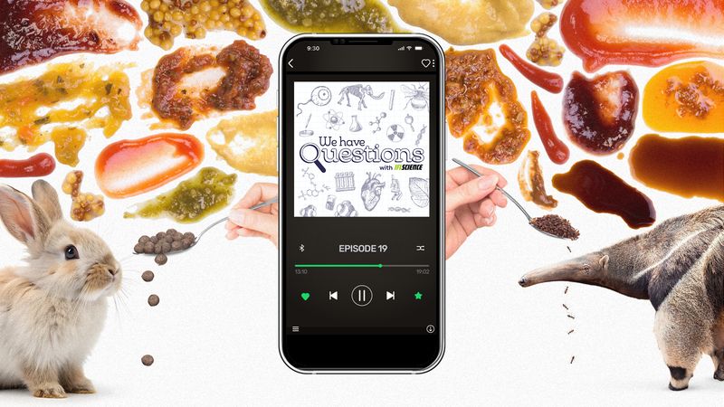 A smartphone showing an episode of IFLScience's We Have Questions podcast about which animals have the worst table manners.