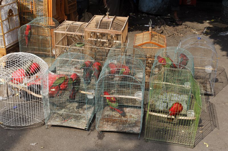 several bird cages sitting on the floor at Pramuka bird market in Jakarta, Indonesia
