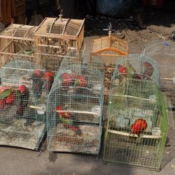 several bird cages sitting on the floor at Pramuka bird market in Jakarta, Indonesia