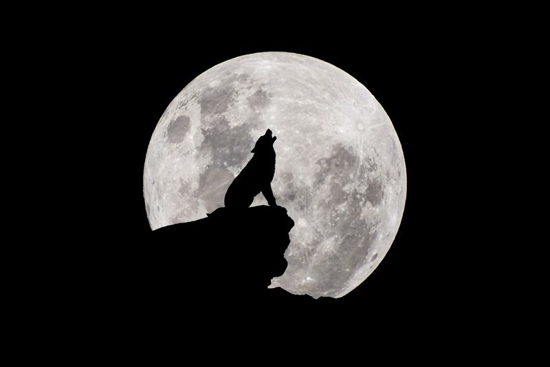 wolf in silhouette howling at the full moon