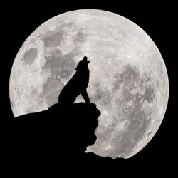 wolf in silhouette howling at the full moon