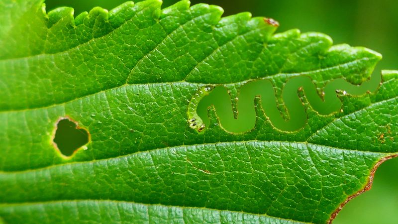 S small larvae that looksl ike a caterpillar has eaten a zigzag line though an elm leaf