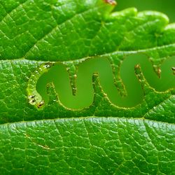 S small larvae that looksl ike a caterpillar has eaten a zigzag line though an elm leaf