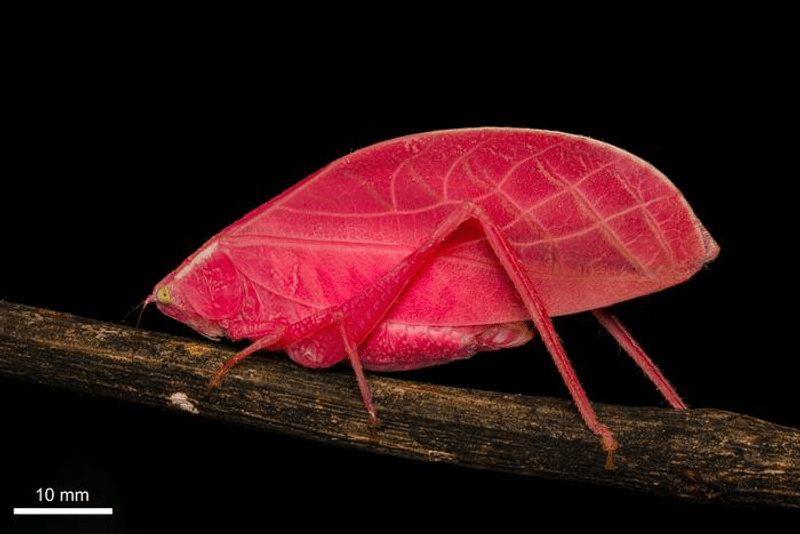 How an unusual Arota festae looked when first found by scientists