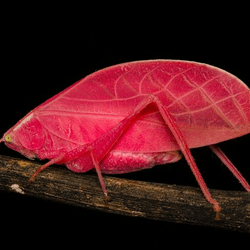 How an unusual Arota festae looked when first found by scientists