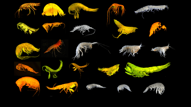 Collage of the 24 new Amphipod species identified in Clarion-Clipperton Zone