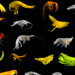 Collage of the 24 new Amphipod species identified in Clarion-Clipperton Zone
