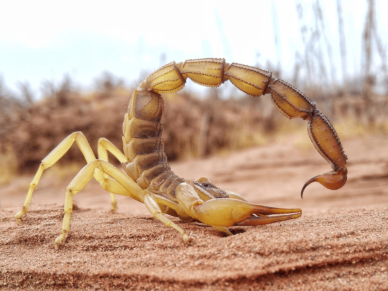 As if being able to pull yoga poses like this and having a venom deadly to humans was not enough, this African fattail scorpion (Androctonus amoreuxi) reinforces its stinger and claws with metal 