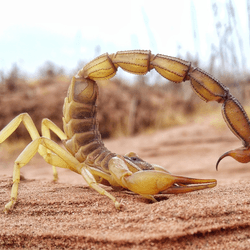 As if being able to pull yoga poses like this and having a venom deadly to humans was not enough, this African fattail scorpion (Androctonus amoreuxi) reinforces its stinger and claws with metal 