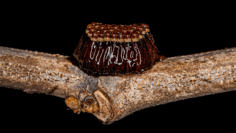 assassin bug eggs looking like a coffee-flavored blancmange