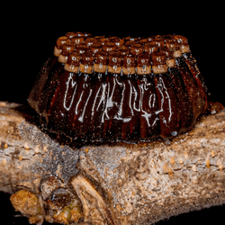 assassin bug eggs looking like a coffee-flavored blancmange