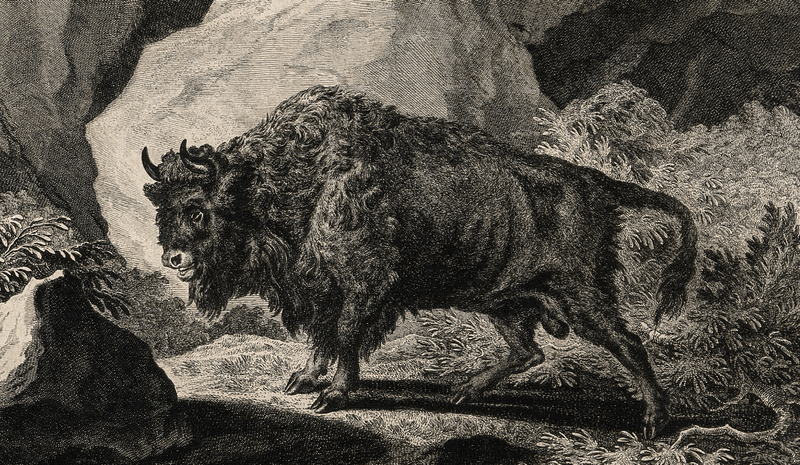 An etching by J.E. Ridinger, an 18th-century German artist, of an auroch.