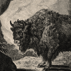 An etching by J.E. Ridinger, an 18th-century German artist, of an auroch.
